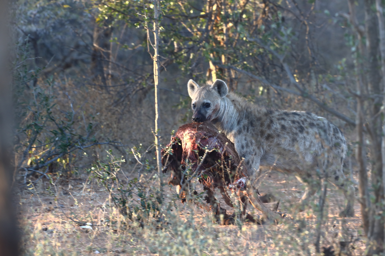 Leopard and Hyenas : A Toxic Friendship